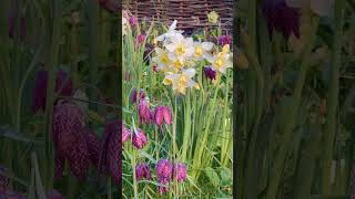 A sunny afternoon in my cottage garden 🌼🌷