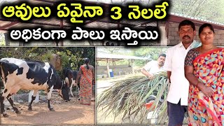 3 నెలలే మంచిగా పాలిస్తాయి Rajanandan dairy farm@MalleshAdla