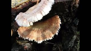 Schizophyllum commune. Champimaginatis. English Text.