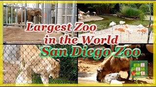 Visiting San Diego Zoo (Largest in the World) | Thăm Sở thú lớn nhất thế giới - #237