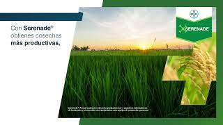 + Flexibilidad con Serenade® | Agro Bayer​ Colombia​