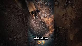 قلب الأم كارثه