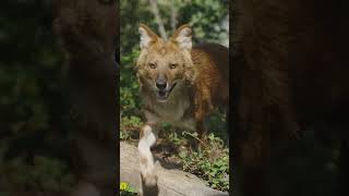 With their striking brownish-red coat, expressive almond-shaped eyes, and bushy tail, the dhole