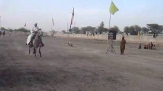 MERA T M KHAN ghoron ki race.wmv