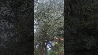 olive tree#best quality spainish#olives#