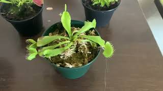 Risking finger Carnivorous plant update week 4 + 2 more plants