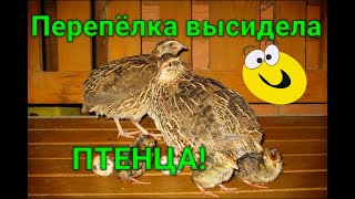 ПЕРЕПЁЛКА САМА ВЫСИДЕЛА ПТЕНЧИКА!