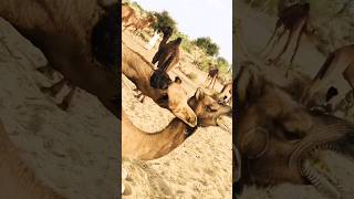 Male Camel Full Attack Mood 🐫 Camel King Full Attack Mode! #camels #desertvibes #camellove #shorts