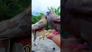 Petting pigeon #pigeon #pets #shorts