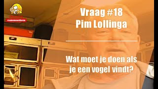 Vraag #18 DierenLot - Pim Lollinga - Vogel gevonden?