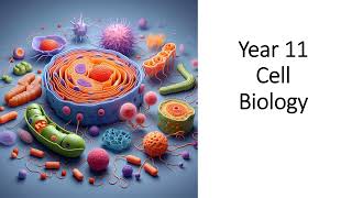 Year 11 Cell Biology revision questions