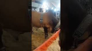 Beautiful cow pose | nazimabad qurbani part 3 #cow #vlog #aflatoonabaan #bakraeid2024 #food