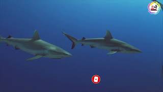 Grey Reef Sharks on a Coral Reef