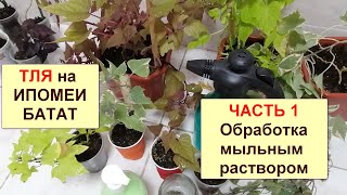 Тля ипомеи батат. Как бороться? Обработка в домашних условиях на комнатных растениях раствором мыла.