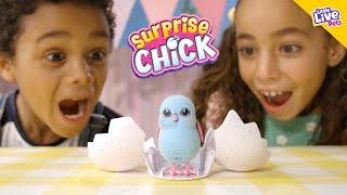 Little Live Pets | Surprise Chick Küken | 10s Spot