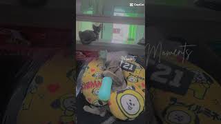 kucing ngedot #kucing #shortsvideo