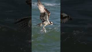 Eagle Dive  to catch survive | #biology |Science