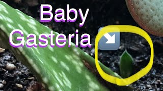 Gasteria Leaf Propagation UPDATE