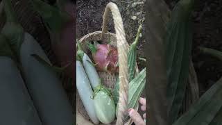 Harvest Vegetables and Fruits in My Garden || Panen Sayur & Buah Di Kebunku