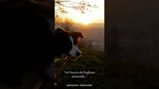 Racconto autunnale:il #cane che ci guida nel cambiamento