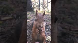 маленькая обжорка🐿🐿🐿