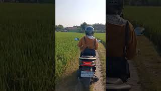 ANAK PCX TERSESAT DI SAWAH