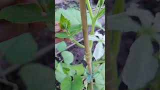 Encourage your bottle gourd plant to produce more fruits