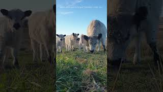 beautiful babies #cowlover #cow #animal  #farmlife #farmlifestyle #farmlifebestlife