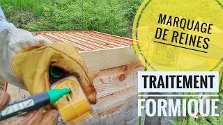 Abeille mai 2021 - marquage de reine - traitement varroa au formique - visite !