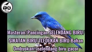 Masteran / Pancingan SELENDANG BIRU / SIKATAN BIRU / TLEDEKAN BIRU Bahan Ombyokan