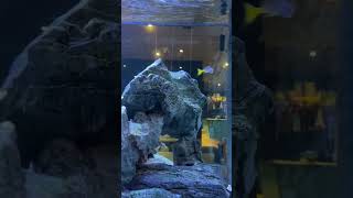 Satisfying Aquarium at Hotel / Swedish Lifestyle #shorts  #viral  #trending  #swefen #fish