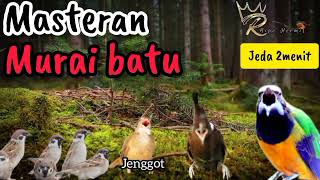 🔴masteran AMPUH murai batu jeda 2menit . isian greja tarung, jenggot, cililin, cungkok suara JERNIH