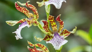 Episode 12 Zygopetalum orchids and my other best orchids for scent in autumn