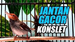 PRENJAK GACOR FULL EMOSI TOTAL | COCOK UNTUK MASTERAN & PANCINGAN PRENJAK MUDA BAHAN HUTAN