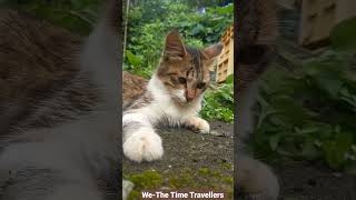 Chitnu|We-The Time Travellers #Cat #catlovers  #youtubeshorts