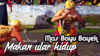 Makan ular cobra hidup hidup || Bayu bayek