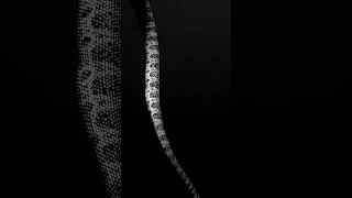 Hypnotic. A sea snake descends in black and white. #shorts