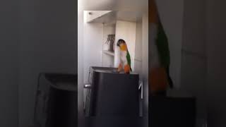 Crazy dancing parrot😂 #birds #parrots #shorts