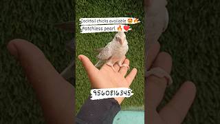 Patchless pearl available 🔥🤩ll  Available at unbelievable price 🔥😊#pet #bird #sauravjoshivlogs