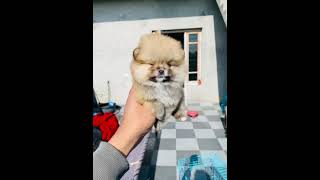 TOY POM PUPPY FOR SALE MOBILE NO-99919 88536 #cute #puppy #terding #toypom #top #today #topdog