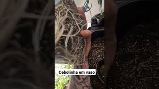 Cebolinha em vaso