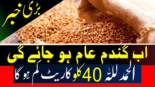 wheat rate today| Gandam rate today 2023،گندم سستی ہو گئی