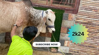 Day with my cow ❤️🐮 | Qurbani 2k24 | Vlog in Pakistan 🐄🇵🇰