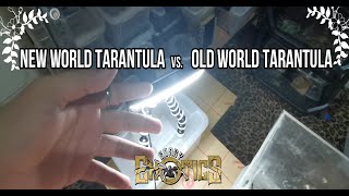 Old World Tarantula VS. New World Tarantula  #GEV46