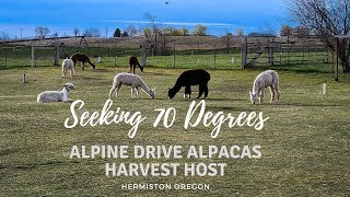 Seeking 70 Degrees goes to the farm: Alpine Drive Alpacas Harvest Host