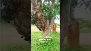 😮 🌴🥑 Avocado tree grafting on palm tree 😮 #avocado #avocadotree #palmtree  #avocadografting