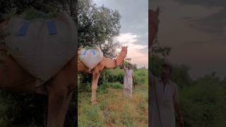 أهل ثار يحزمون جمالهم بهذه الطريقة#camel