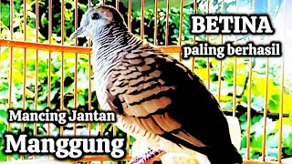 perkutut lokal gacor suara perkutut betina 100% MEMIKAT Jantan Langsung NYAUT MANGGUNG