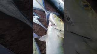 Hasil Mancing Di Pantai Sarangnya Ikan Bluefin Trevally