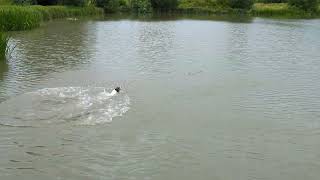 Jack Russell Diving! #jackrussell